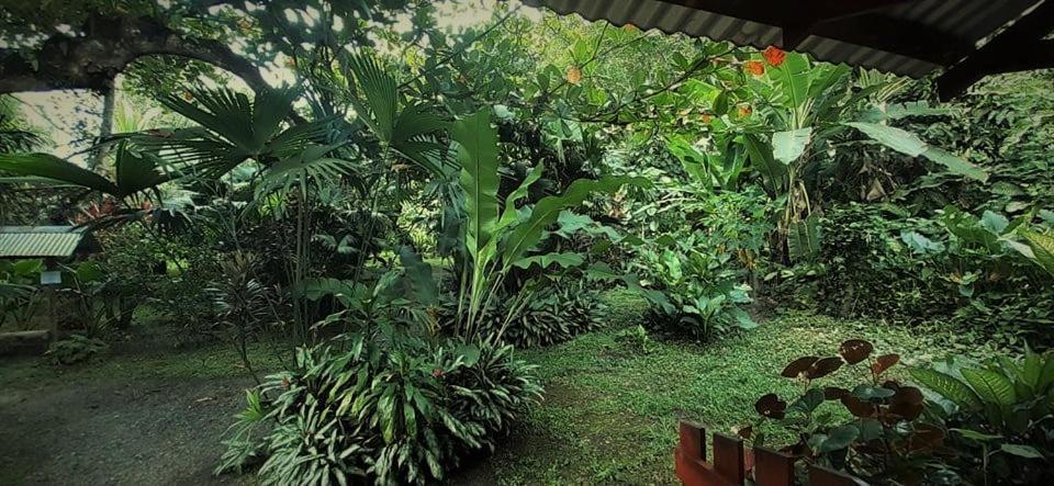Cabinas Algebra Cahuita Exteriör bild